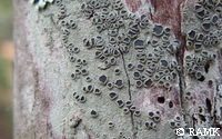 Lecanora sp..jpg